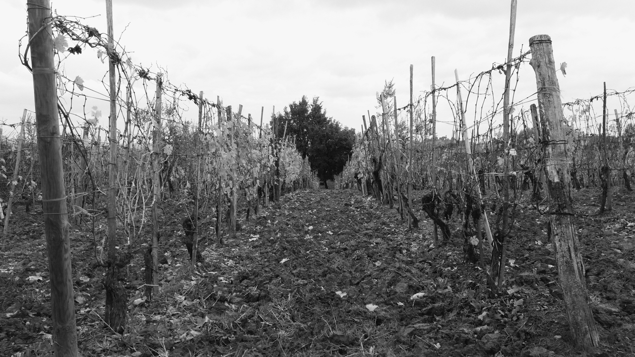 Montepulciano e il Vino Nobile - Porthos Edizioni