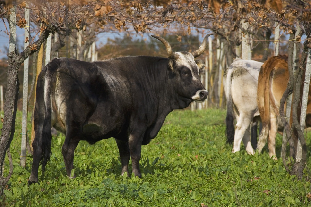 Allevamento di vacche dell'azienda Menicocci - Porthos Edizioni
