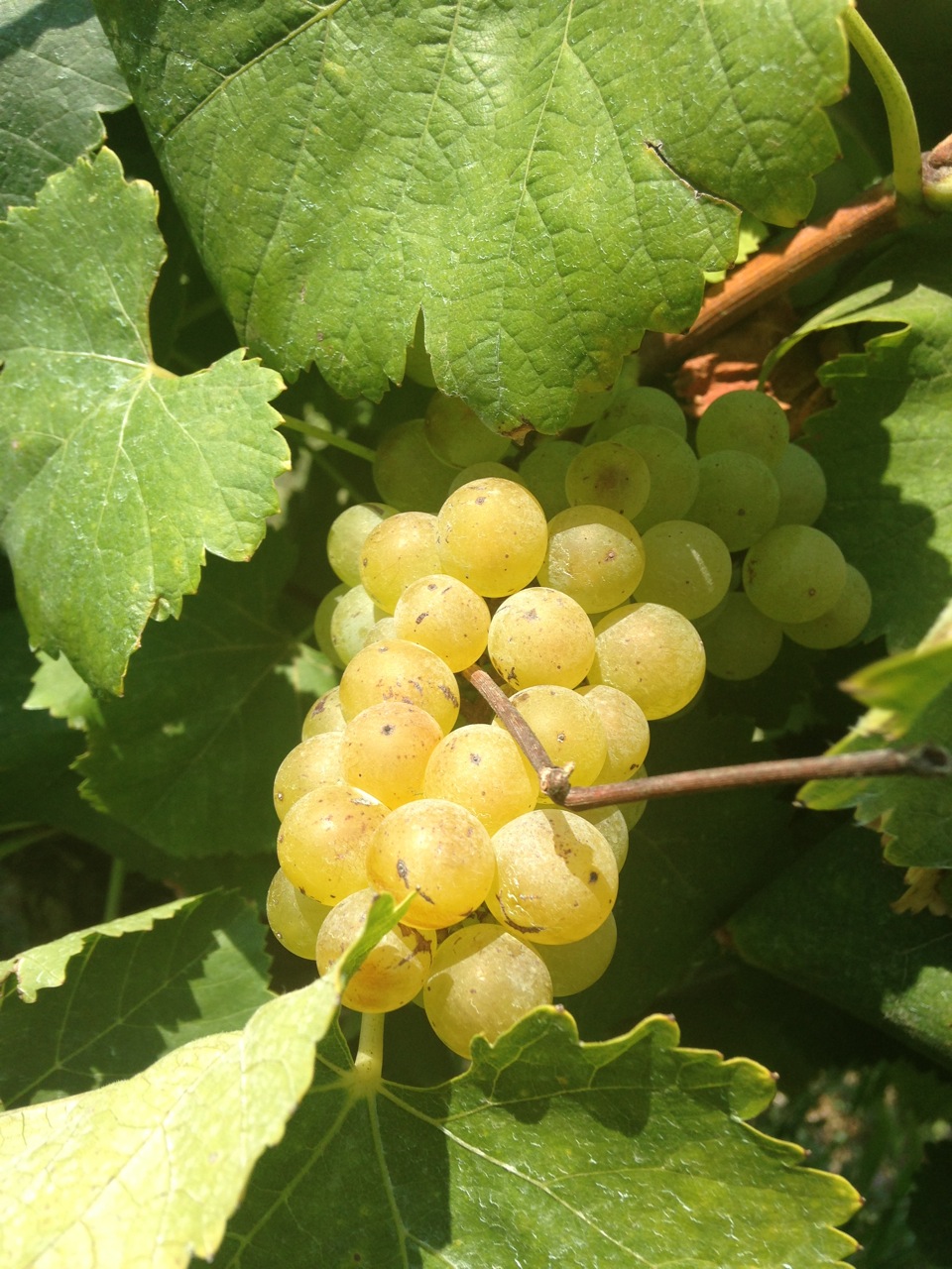 Vernaccia