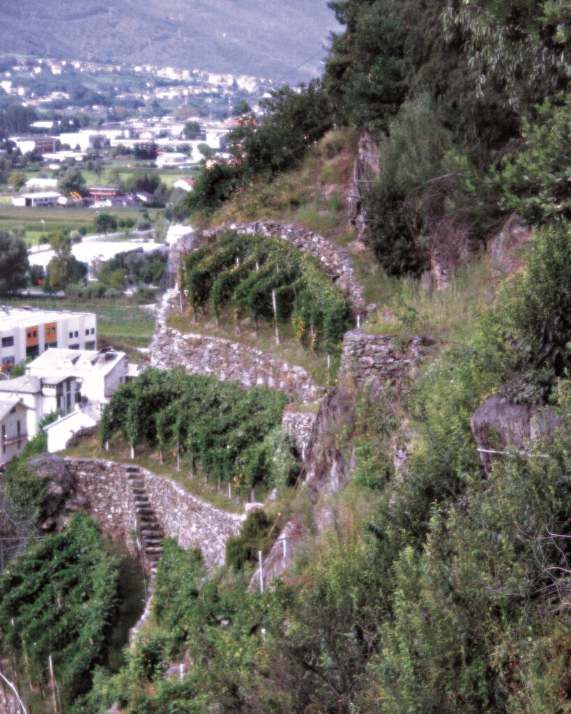 nebbioli valtellina